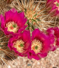 Kaktus Engelmannův Hedgehog - Echinocereus engelmannii - osivo kaktusu - 8 ks