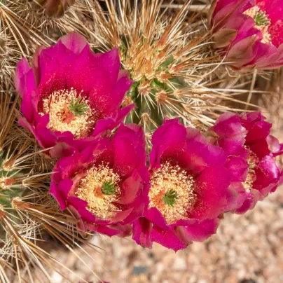 Kaktus Engelmannův Hedgehog - Echinocereus engelmannii - osivo kaktusu - 8 ks