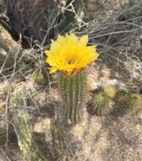 Kaktus Texas Rainbow Hedgehog - Echinocereus dasyacanthus - osivo kaktusu - 6 ks