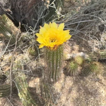 Kaktus Texas Rainbow Hedgehog - Echinocereus dasyacanthus - osivo kaktusu - 6 ks