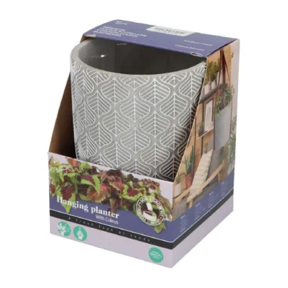 Pěstební sada s africkou kopřivou Buzzy House Plants