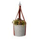 Pěstební sada s africkou kopřivou Buzzy House Plants
