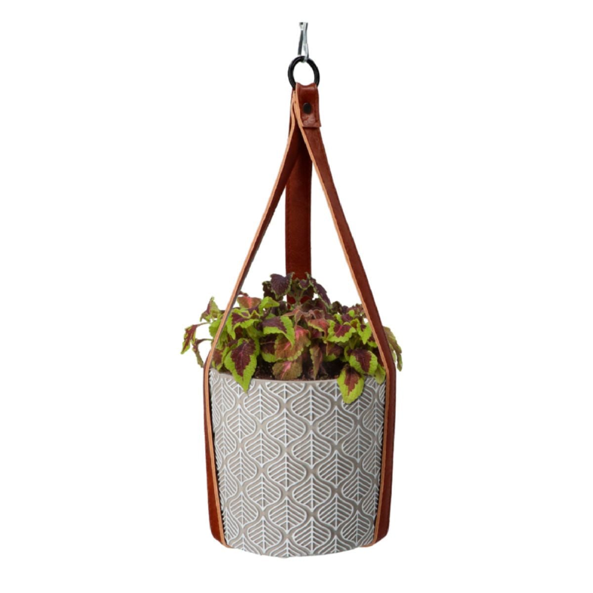 Pěstební sada s africkou kopřivou Buzzy House Plants