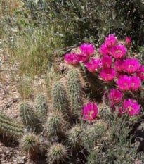 Kaktus Bonkerův - Echinocereus bonkerae - osivo kaktusu - 8 ks