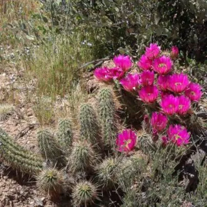 Kaktus Bonkerův - Echinocereus bonkerae - osivo kaktusu - 8 ks