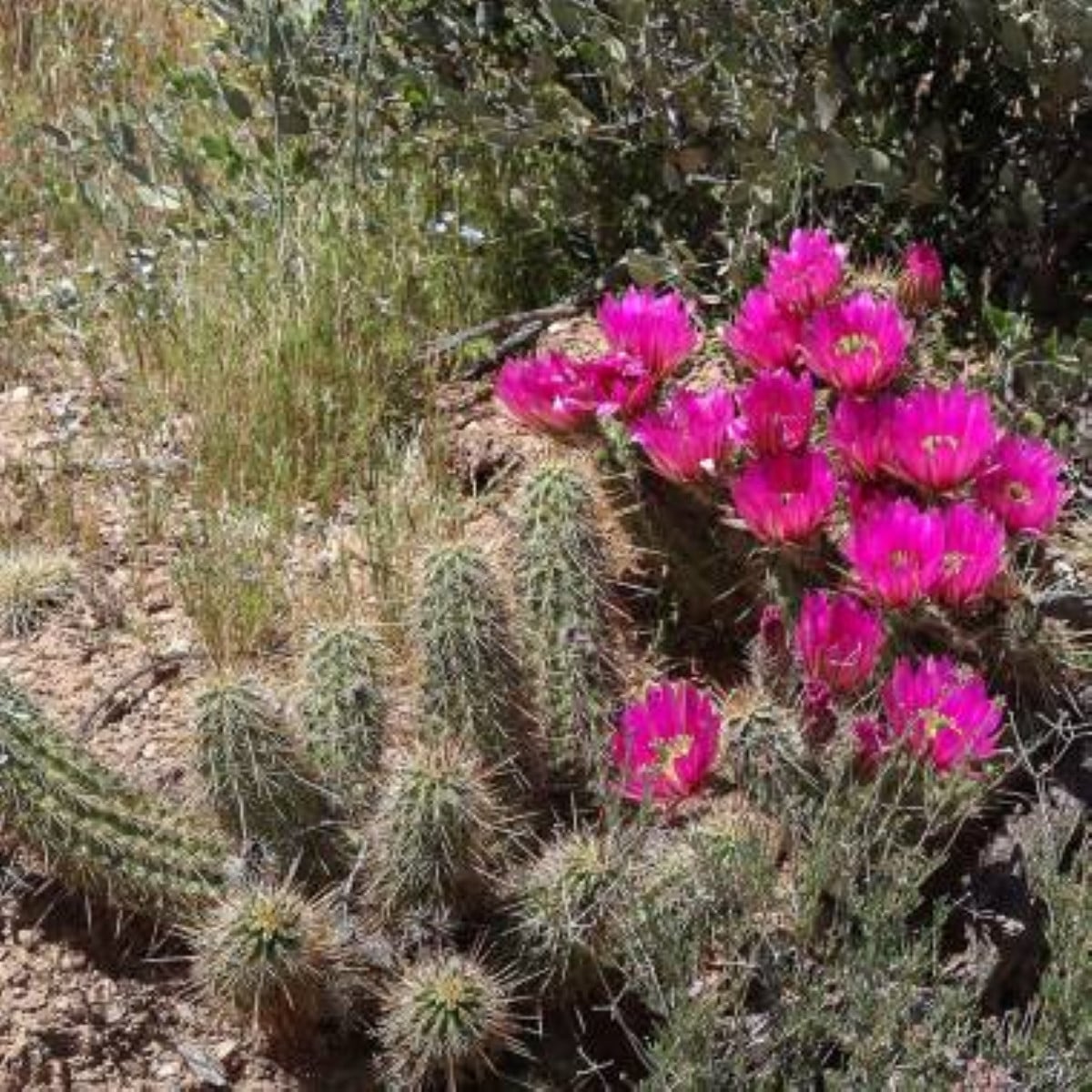 Kaktus Bonkerův - Echinocereus bonkerae - osivo kaktusu - 8 ks