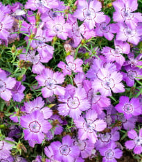 BIO Hvozdík sibiřský - Dianthus amurensis - bio osivo hvozdíku - 50 ks