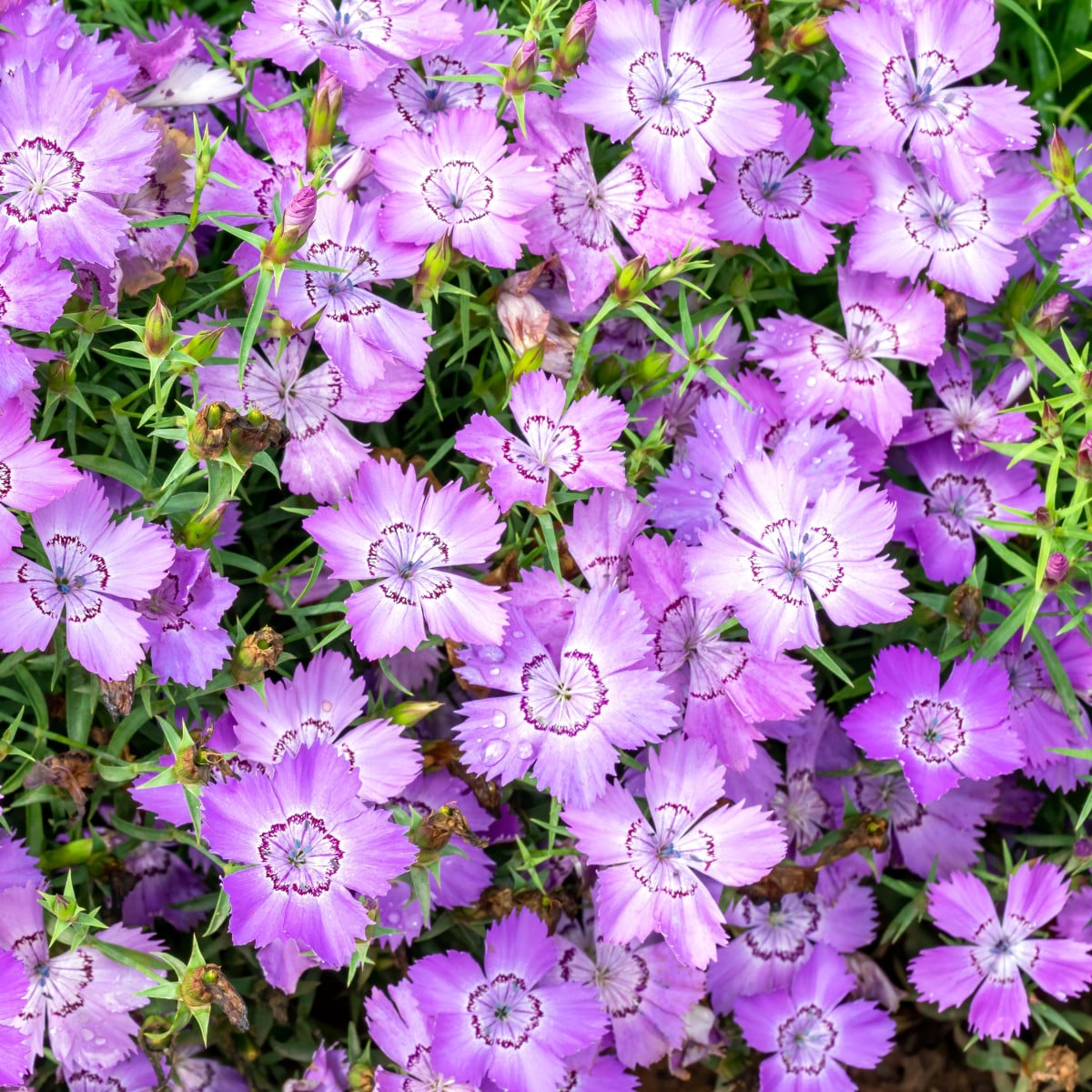 BIO Hvozdík sibiřský - Dianthus amurensis - bio osivo hvozdíku - 50 ks