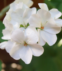 Muškát páskatý Horizon F1 Pure White – semena pelargonie