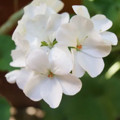 Muškát páskatý Horizon F1 Pure White – semena pelargonie