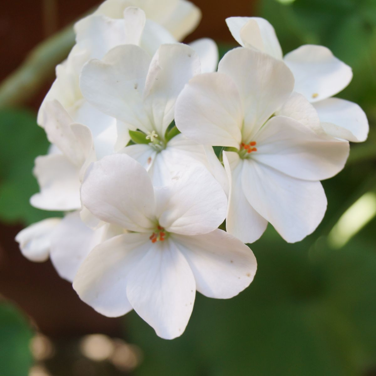 Muškát páskatý Horizon F1 Pure White – semena pelargonie