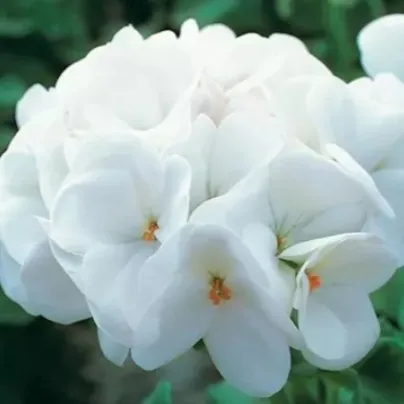 Muškát páskatý Horizon F1 Pure White – semena pelargonie