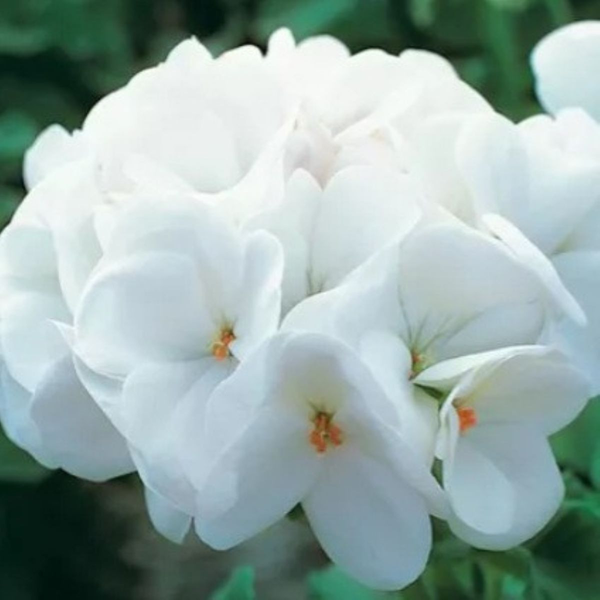 Muškát páskatý Horizon F1 Pure White – semena pelargonie