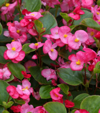 Begónie Ganymed F1 Rose – semena Begonia semperflorens