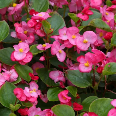 Begónie Ganymed F1 Rose – semena Begonia semperflorens
