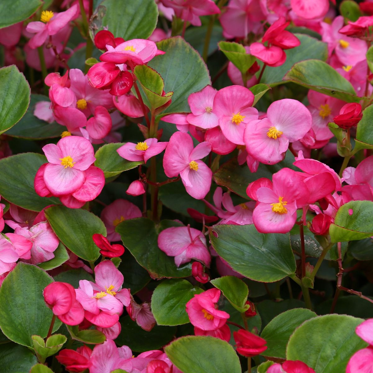 Begónie Ganymed F1 Rose – semena Begonia semperflorens