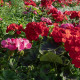 Muškát páskatý Nekita F1 Mix - Pelargonium zonale - semena