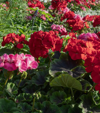 Muškát páskatý Nekita F1 Mix - Pelargonium zonale - semena