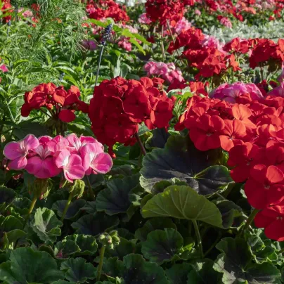 Muškát páskatý Nekita F1 Mix - Pelargonium zonale - semena