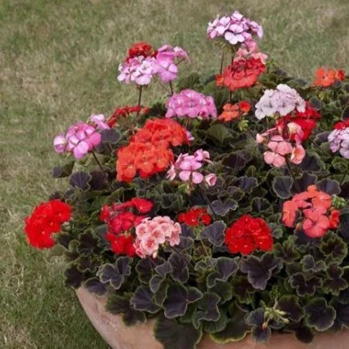 Muškát páskatý Nekita F1 Mix - Pelargonium zonale - semena