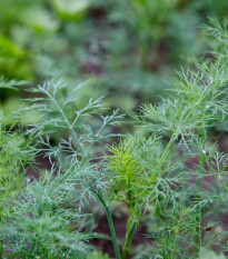BIO Kopr vonný Tetra – Anethum graveolens – bio osivo