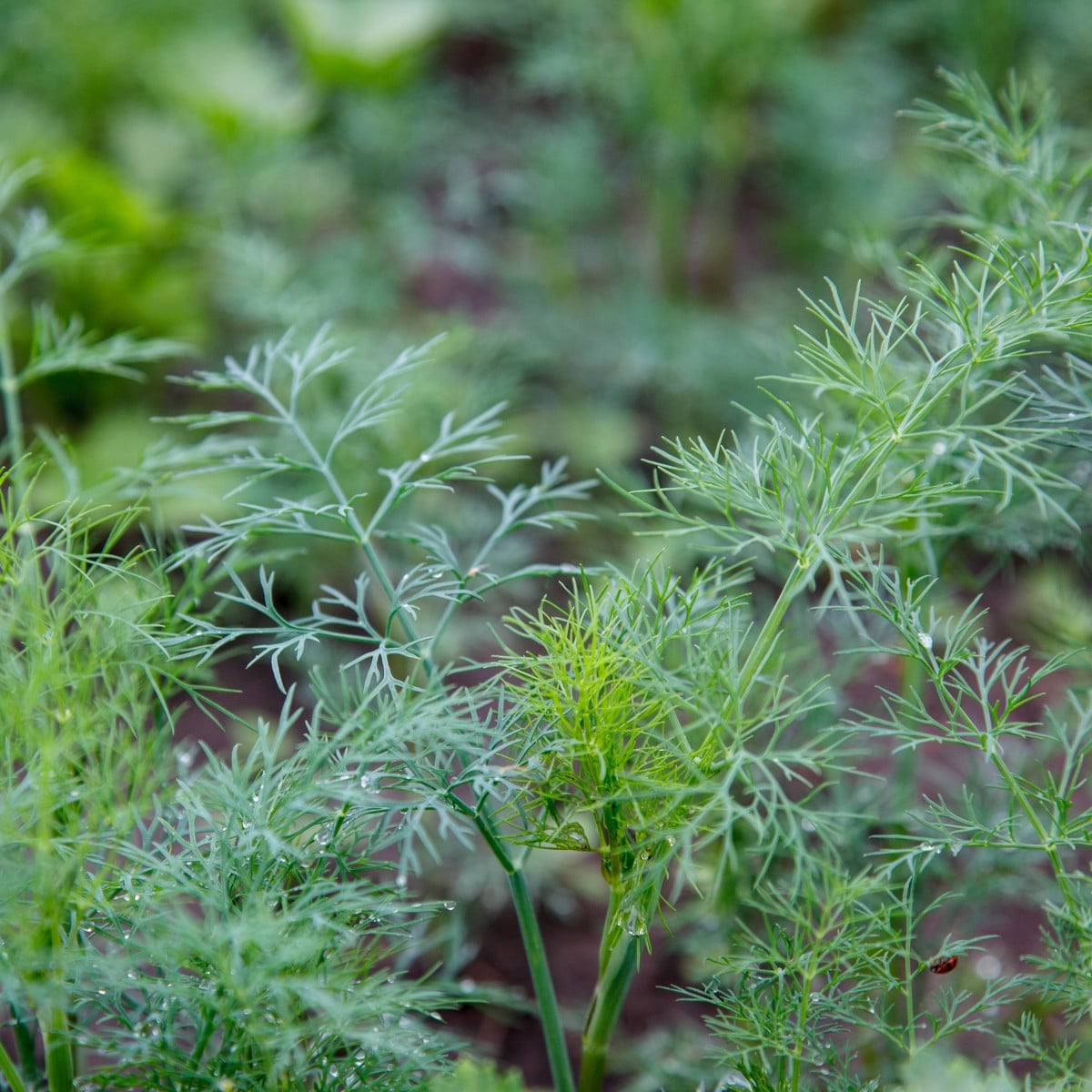 BIO Kopr vonný Tetra – Anethum graveolens – bio osivo