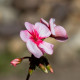 Muškát Horizon F1 Star – semena Pelargonium zonale