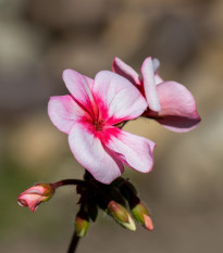 Muškát Horizon F1 Star – semena Pelargonium zonale
