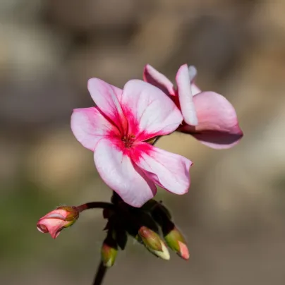 Muškát Horizon F1 Star – semena Pelargonium zonale