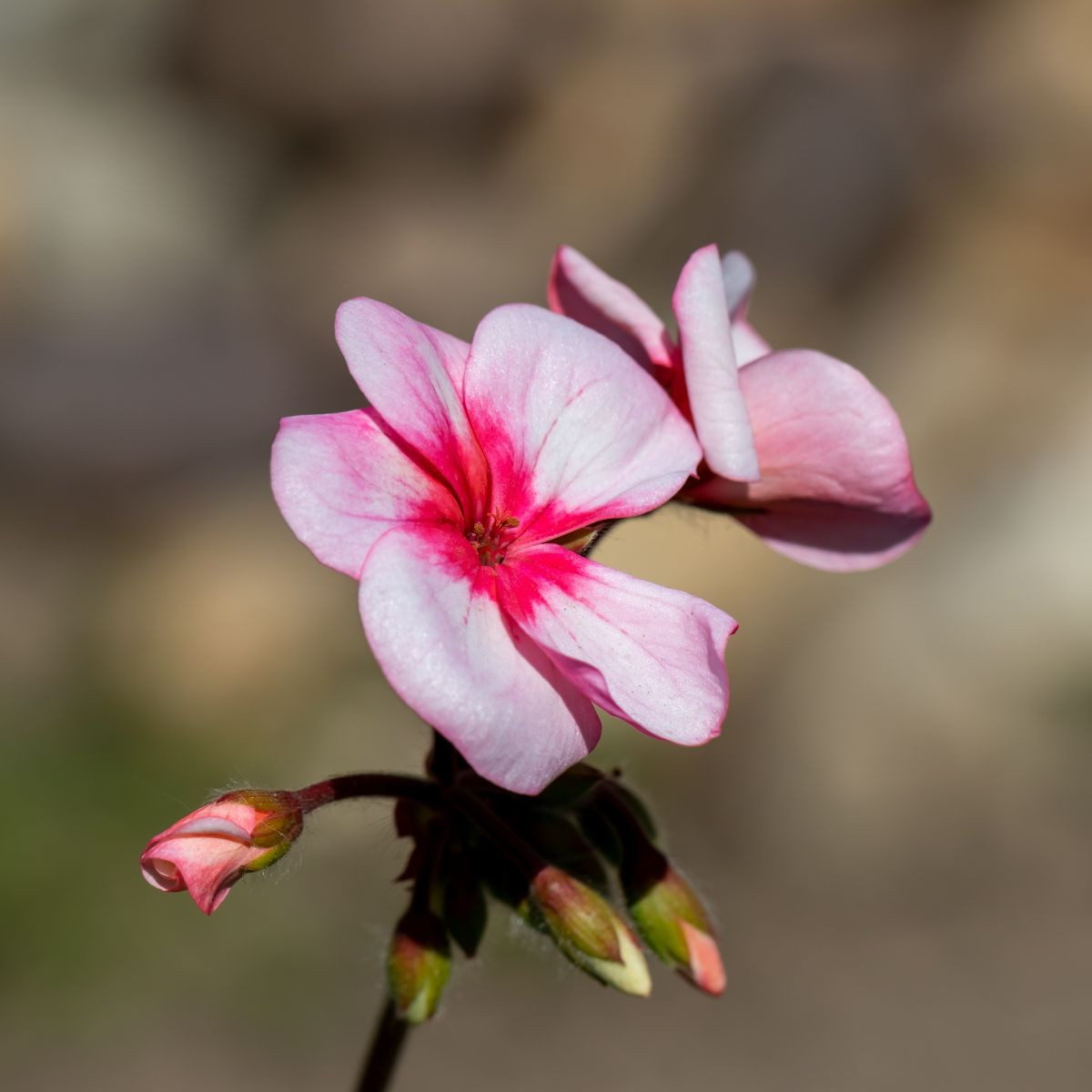 Muškát Horizon F1 Star – semena Pelargonium zonale