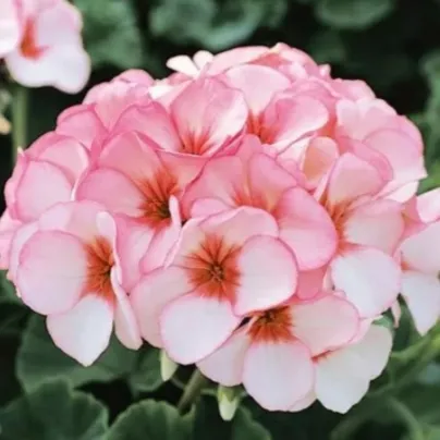 Muškát Horizon F1 Star – semena Pelargonium zonale