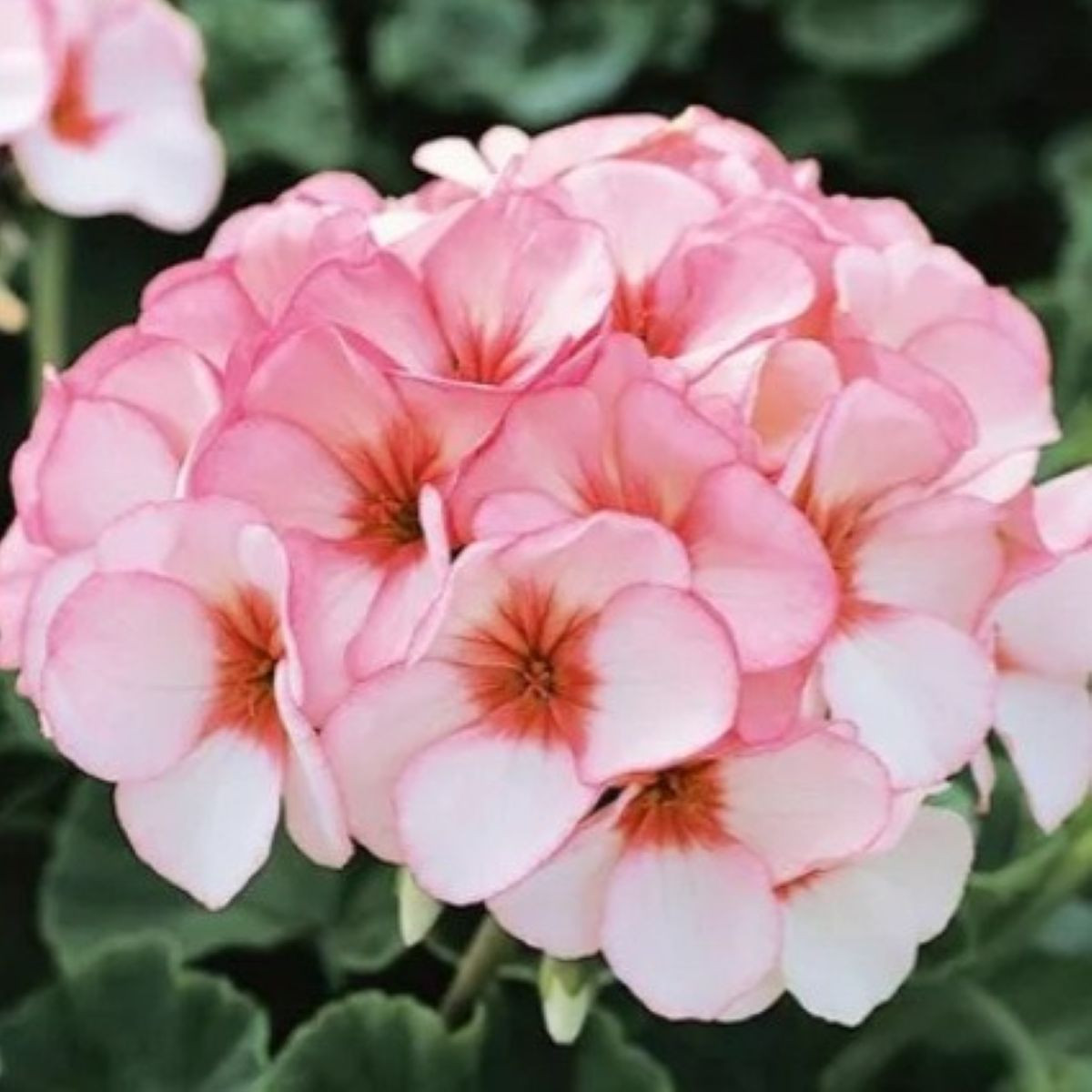 Muškát Horizon F1 Star – semena Pelargonium zonale