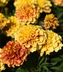 Aksamitník Texana Special Strawberry Blonde – Tagetes patula