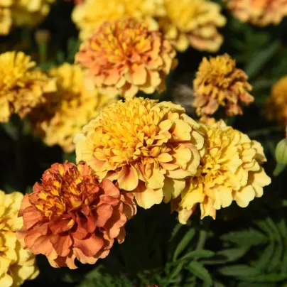 Aksamitník Texana Special Strawberry Blonde – Tagetes patula