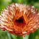 Měsíček lékařský Orange Flash – semena Calendula officinalis