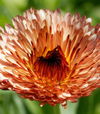 Měsíček lékařský Orange Flash – semena Calendula officinalis