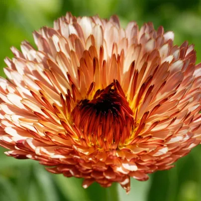 Měsíček lékařský Orange Flash – semena Calendula officinalis