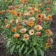 Měsíček lékařský Orange Flash – semena Calendula officinalis