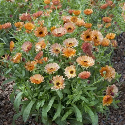 Měsíček lékařský Orange Flash – semena Calendula officinalis
