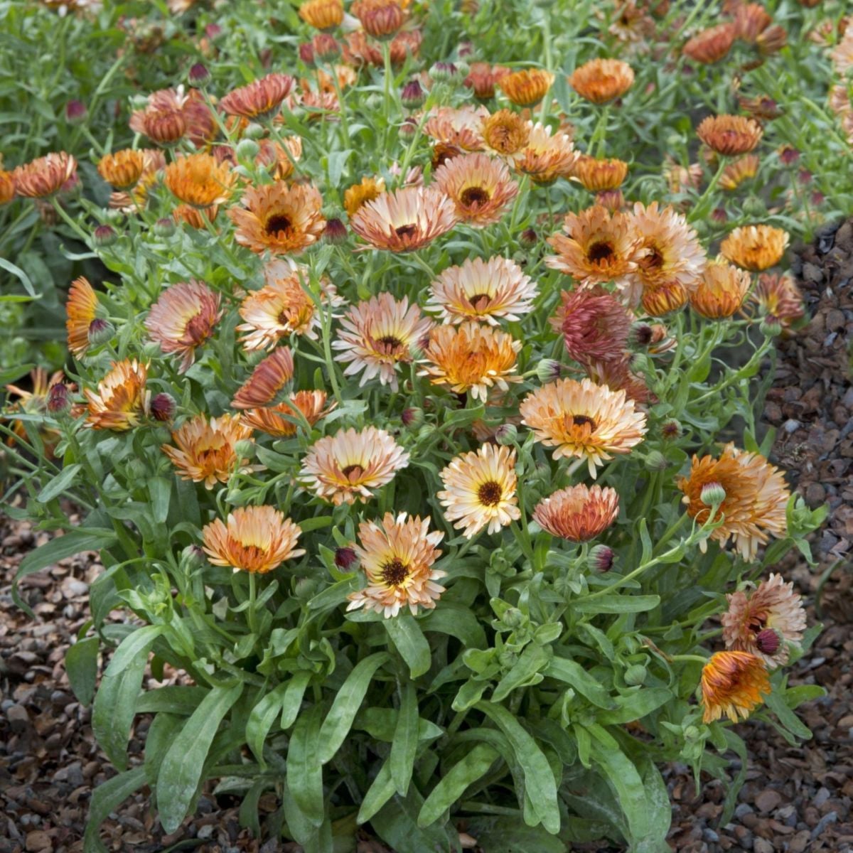 Měsíček lékařský Orange Flash – semena Calendula officinalis