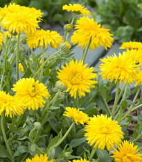 Měsíček lékařský Porcupine Yellow – semena měsíčku