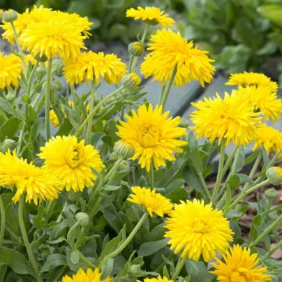 Měsíček lékařský Porcupine Yellow – semena měsíčku