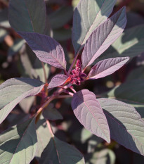 Laskavec krvavý Velvet Curtains – semena Amaranthus cruentus