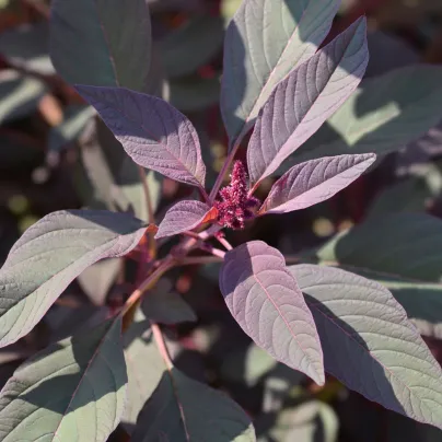 Laskavec krvavý Velvet Curtains – semena Amaranthus cruentus
