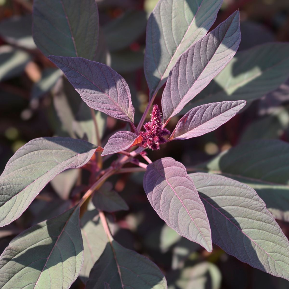Laskavec krvavý Velvet Curtains – semena Amaranthus cruentus