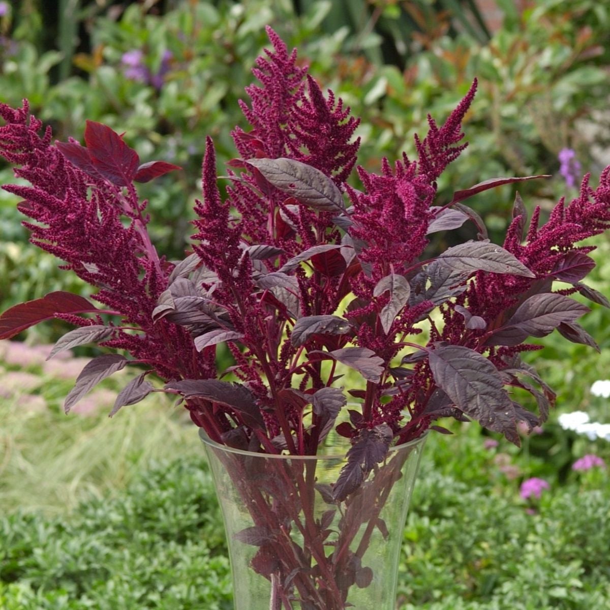 Laskavec krvavý Velvet Curtains – semena Amaranthus cruentus