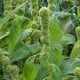 Laskavec Green Tower zelený – Amaranthus cruentus – semena