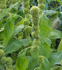 Laskavec Green Tower zelený – Amaranthus cruentus – semena