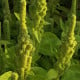 Laskavec Green Tower zelený – Amaranthus cruentus – semena