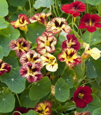 Lichořeřišnice nízká Bloody Mary – Tropaeolum minus – semena